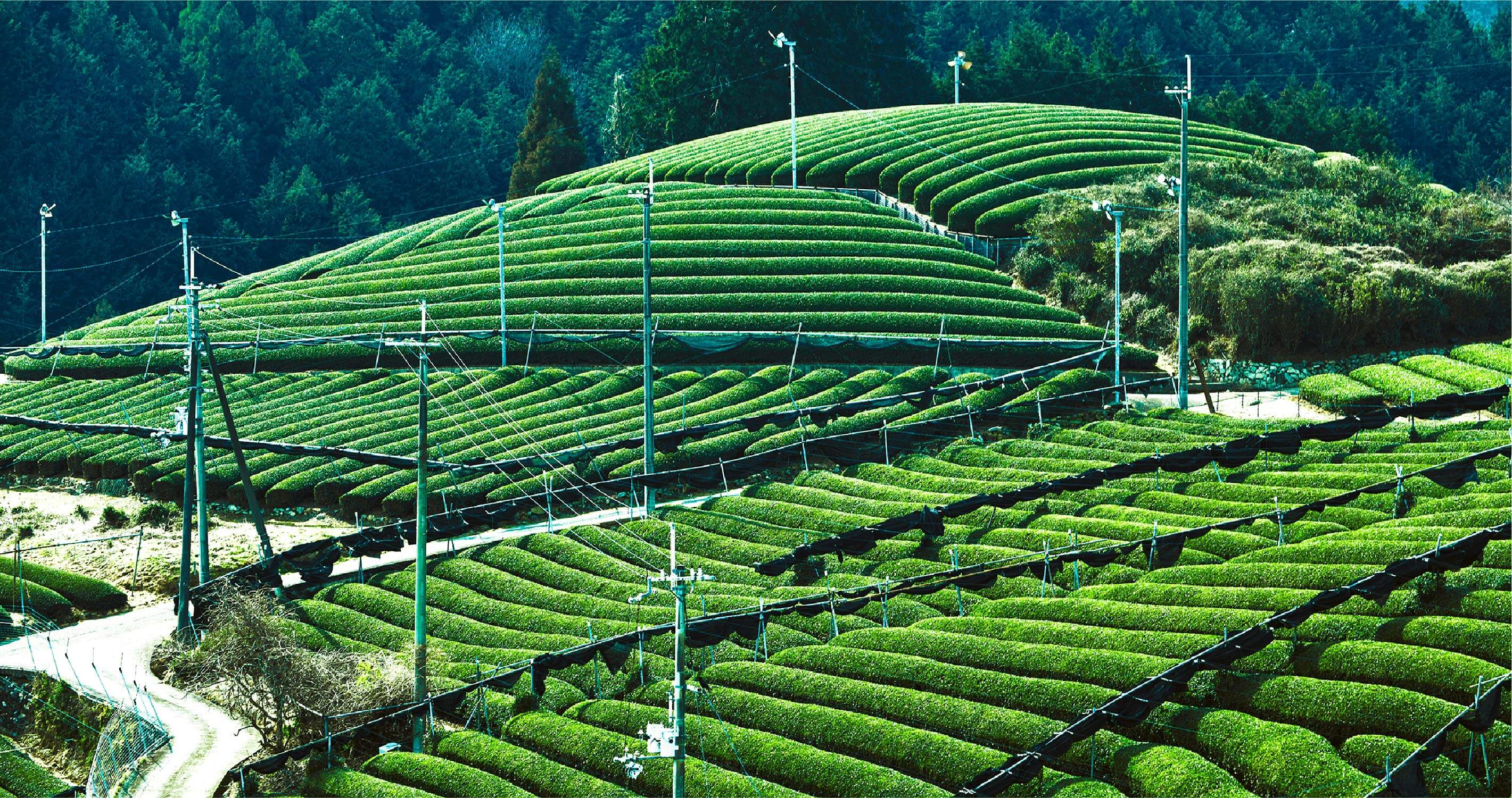宇治和束園の茶畑