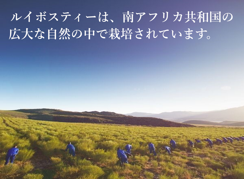 業務用ティーバッグ 大容量 ルイボスティー 10gx100p 煮だし水出し