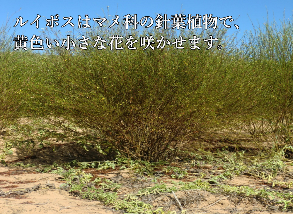 業務用ティーバッグ 大容量 ルイボスティー 10gx100p 煮だし水出し