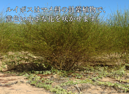 業務用ティーバッグ 大容量 ルイボスティー 10gx100p 煮だし水出し