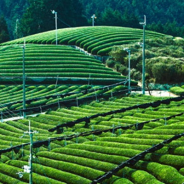 宇治茶有機緑茶ティーパック　15袋　【ケース入数：12】