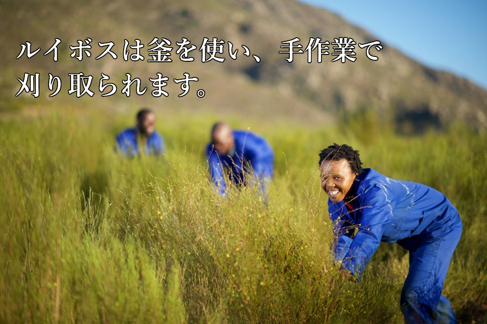 業務用ティーバッグ 大容量 ルイボスティー 10gx100p 煮だし水出し