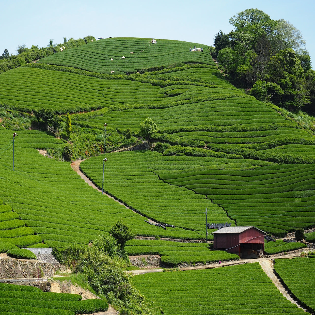 宇治の緑茶　100ｇ　【ケース入数：30】