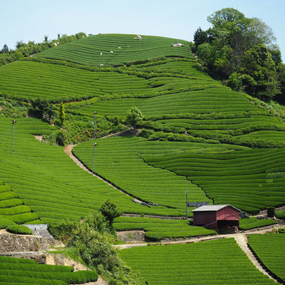 宇治の緑茶　100ｇ　【ケース入数：30】