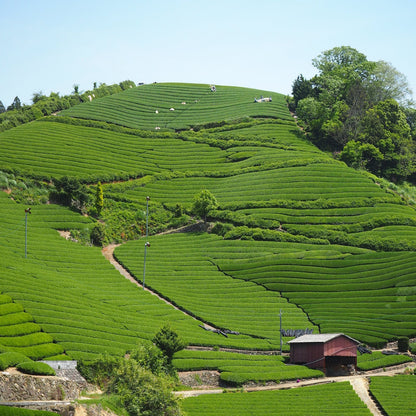 業務用ティーバッグ 大容量 10gx100p 水だし煮出し兼用 (国産煎茶　京都工場)　【ケース入数：10】