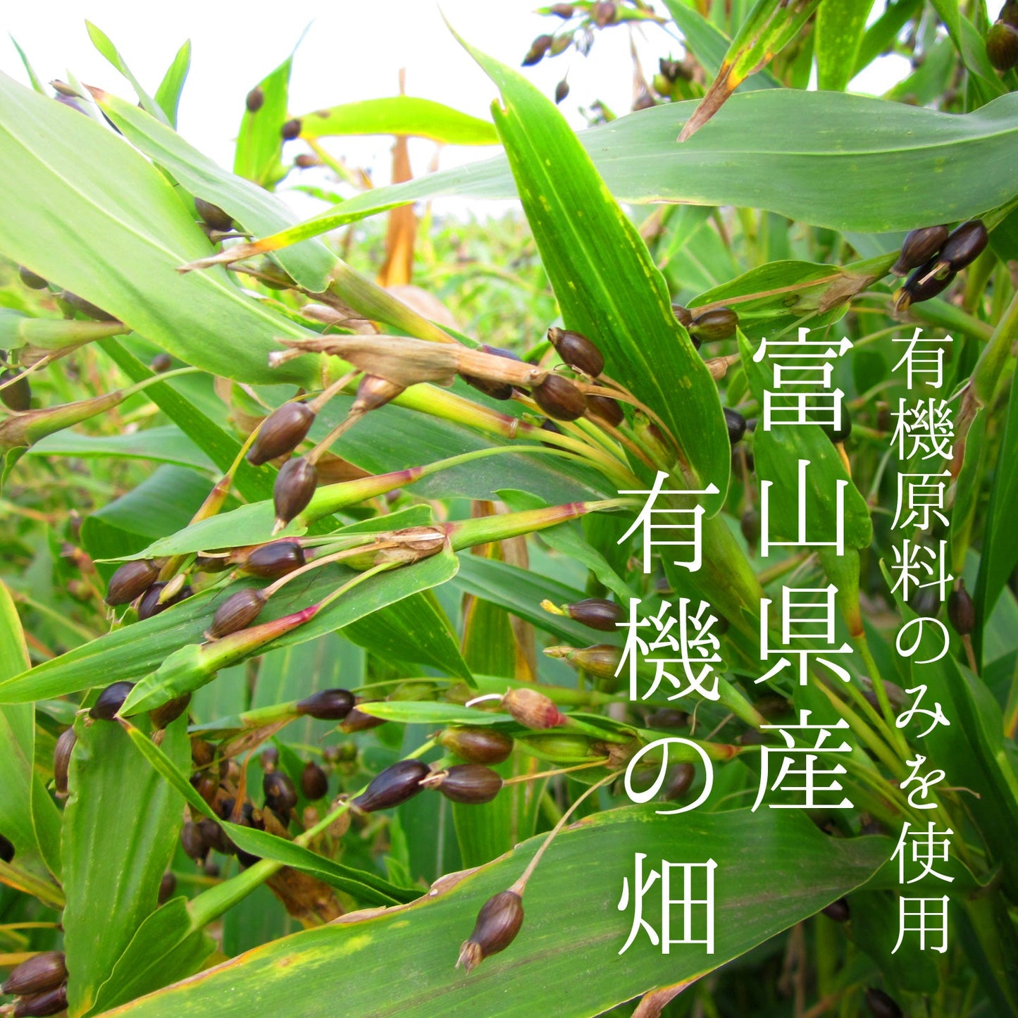 富山県産 有機はと麦茶　20袋